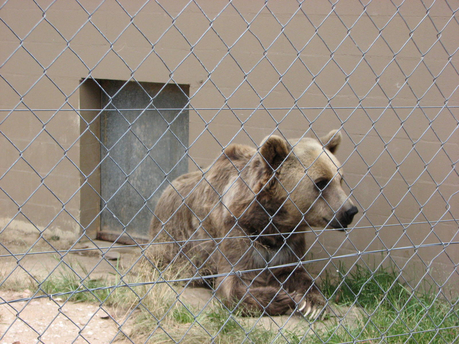 Cairns Wildlife Safari Reserve - Syrian Brown Bear Barney