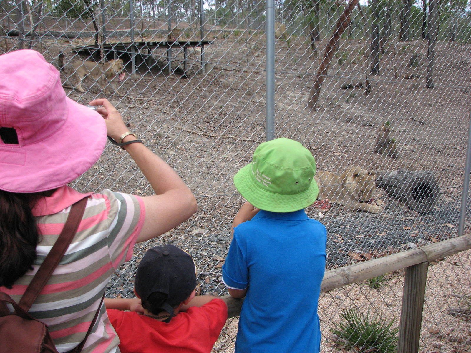 Cairns Wildlife Safari Reserve - Visitors observe the lion cubs feeding