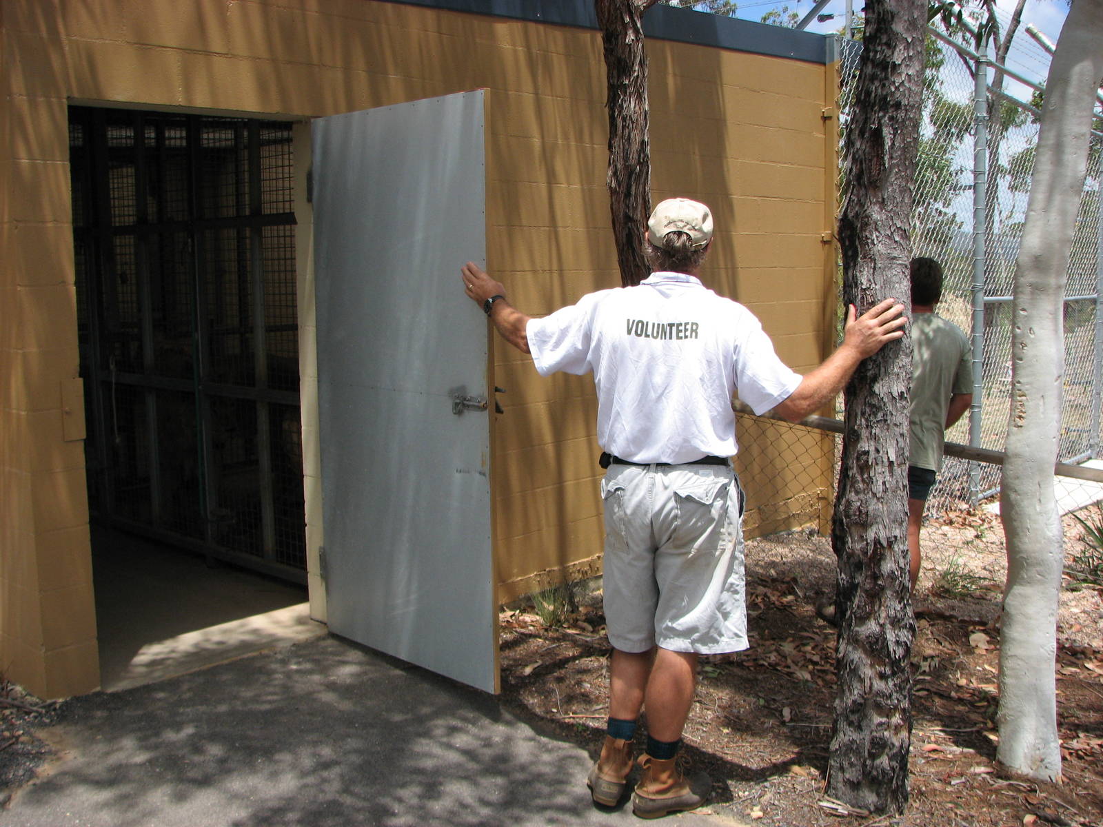 Cairns Wildlife Safari Reserve - Volunteer about to release the cubs into t