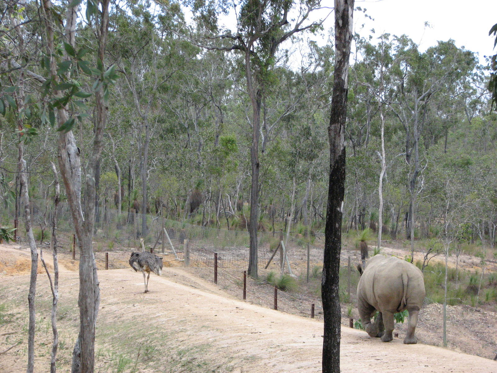 Cairns Wildlife Safari Reserve - White Rhinoceros and Ostrich