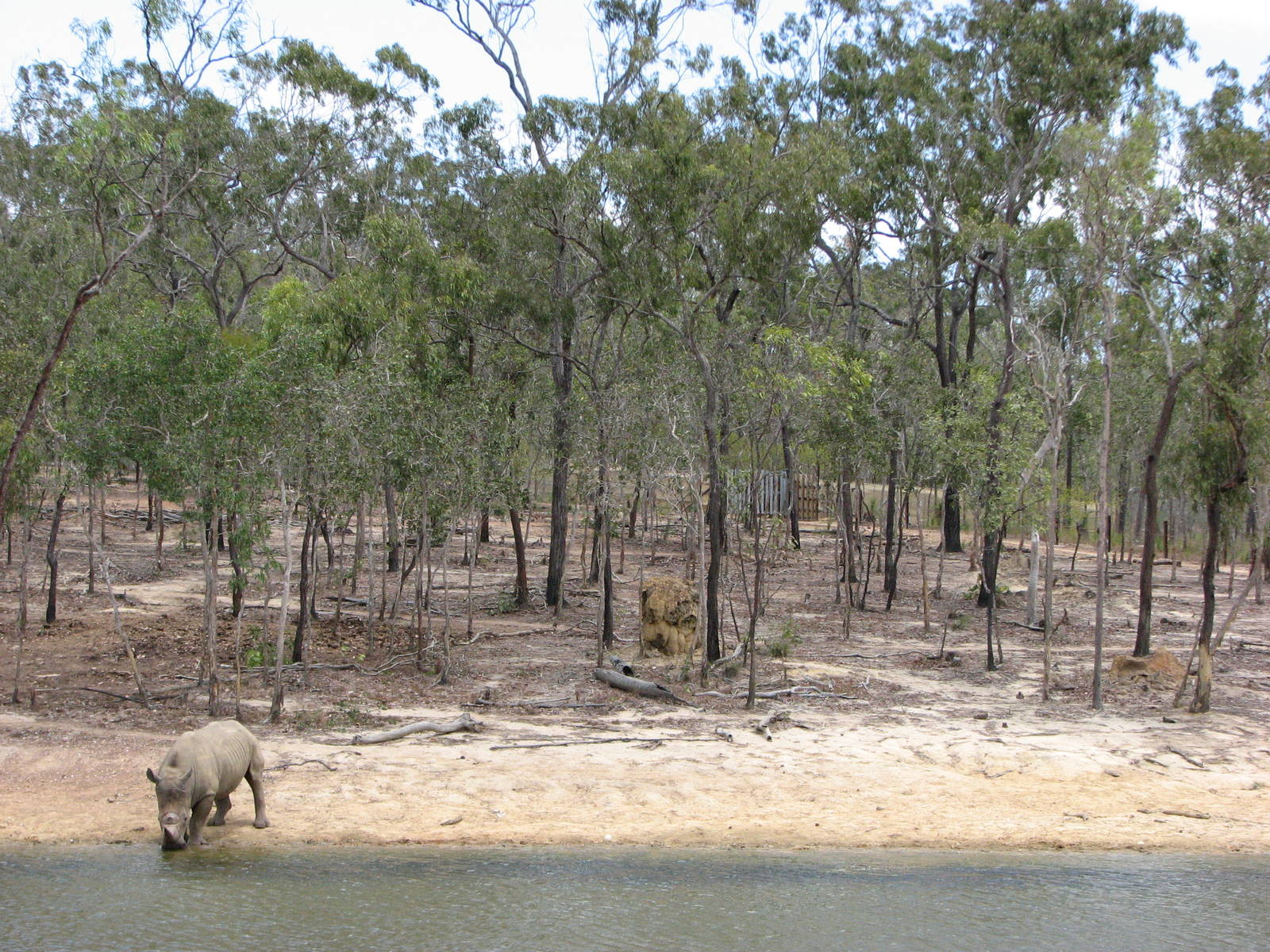 Cairns Wildlife Safari Reserve - White Rhinoceros enclosure