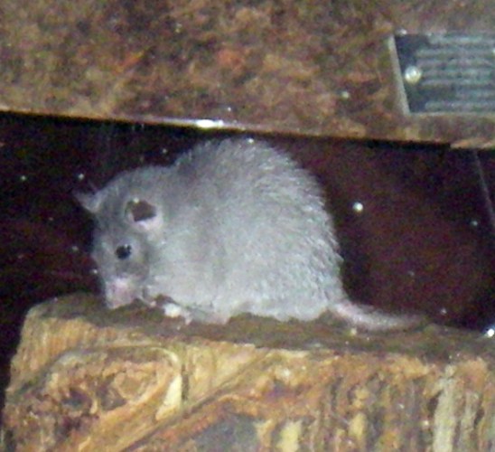Cairo Spint Mouse (Acomys cahirinus)