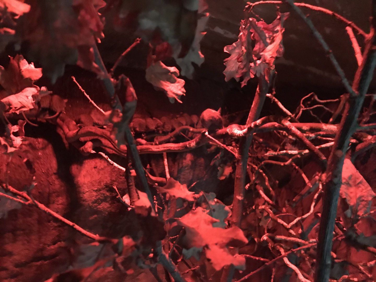 Cairo spiny mice exhibit 280118