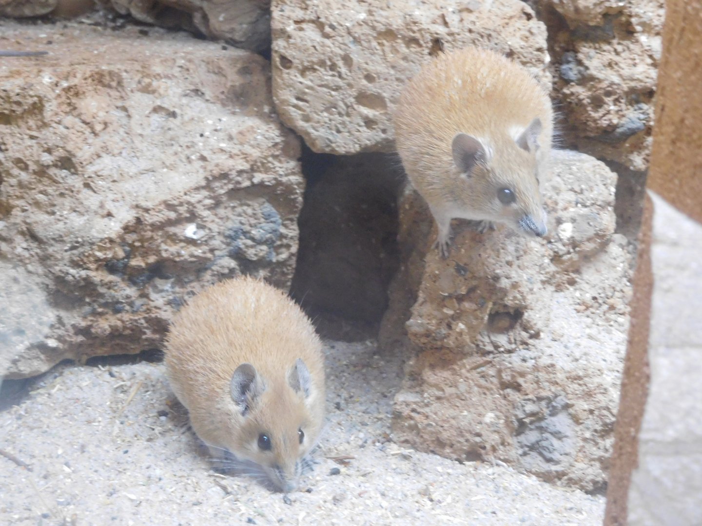 Cairo Spiny Mice