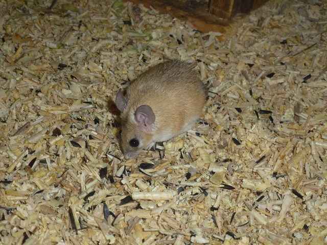 Cairo Spiny Mouse 15.9.13