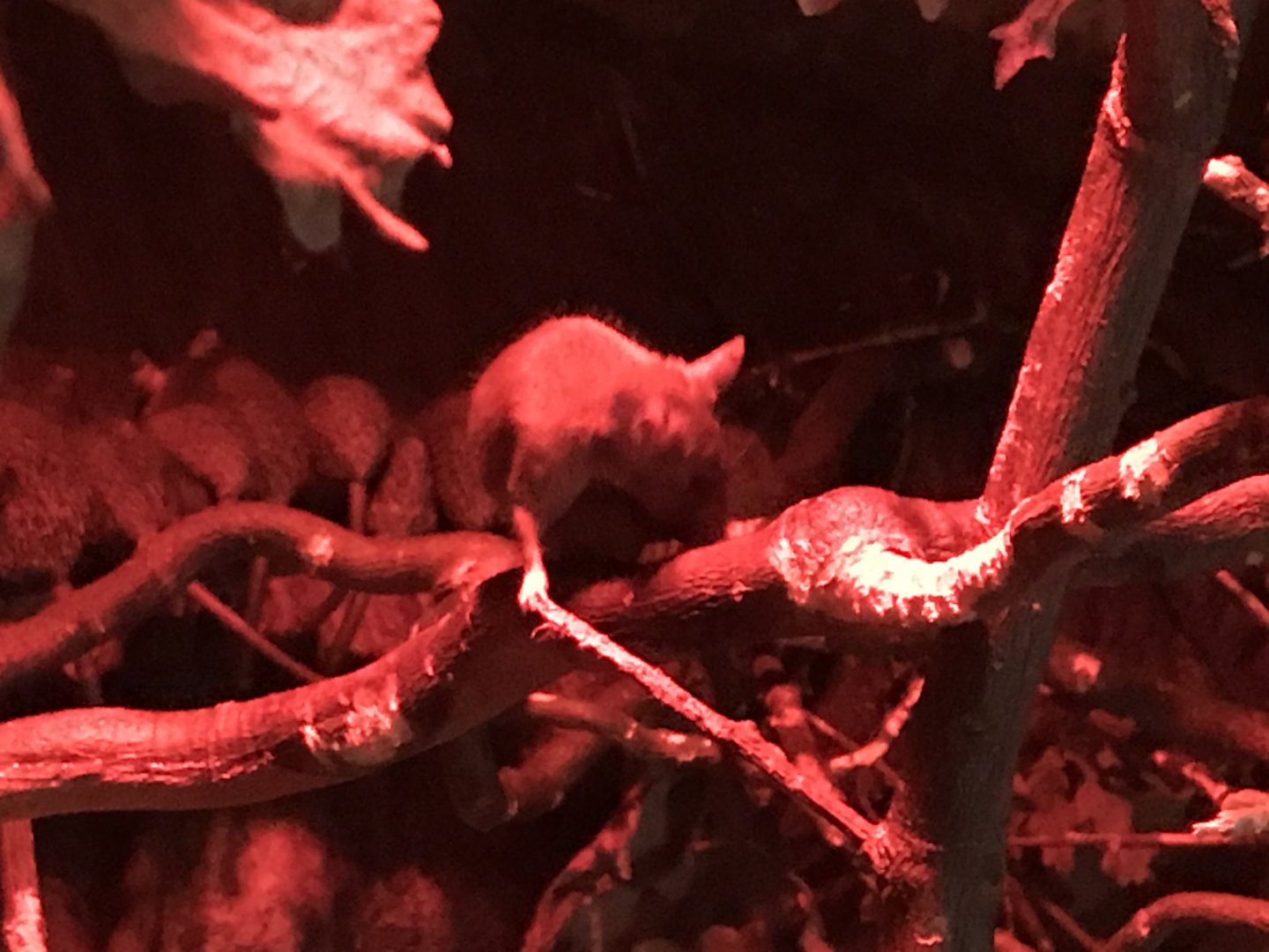 Cairo spiny mouse 280118