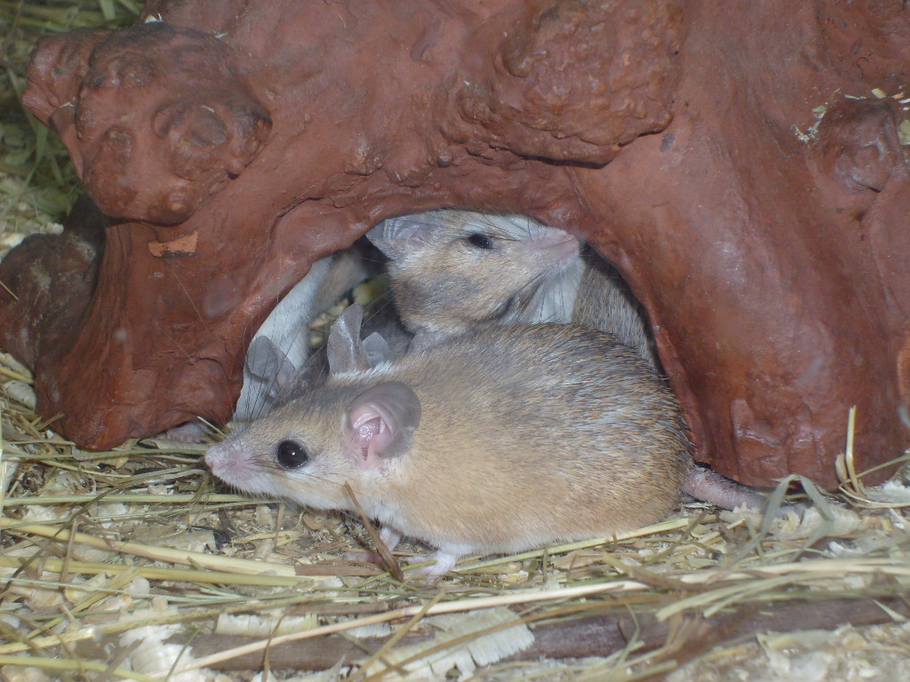 Cairo spiny mouse/Acomys cahirinus