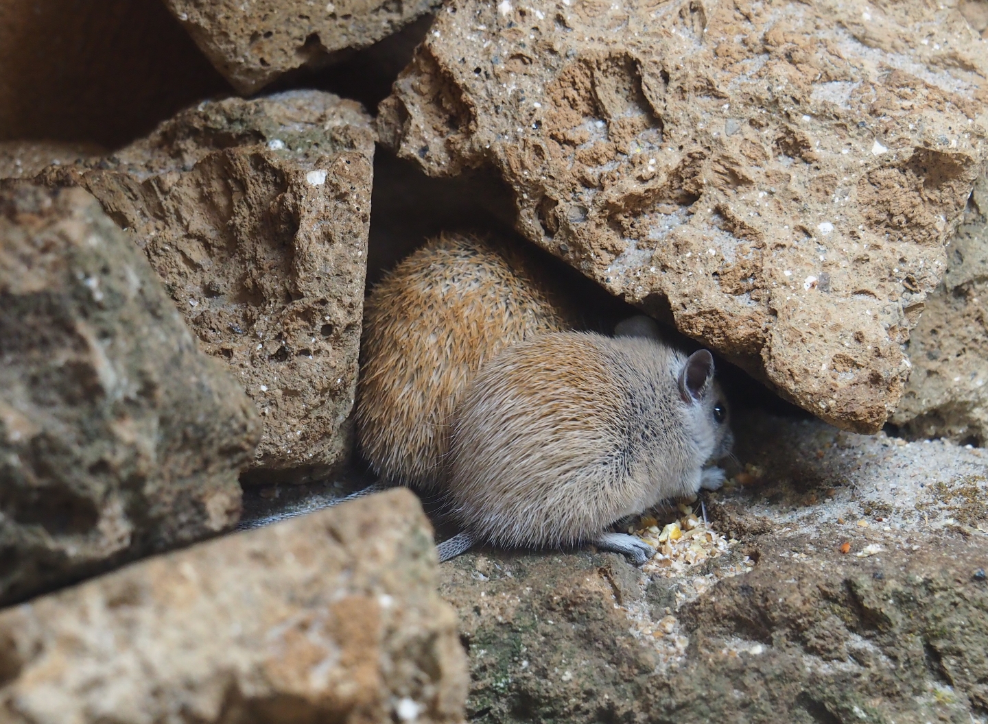 Cairo spiny mouse (Acomys cahirinus)