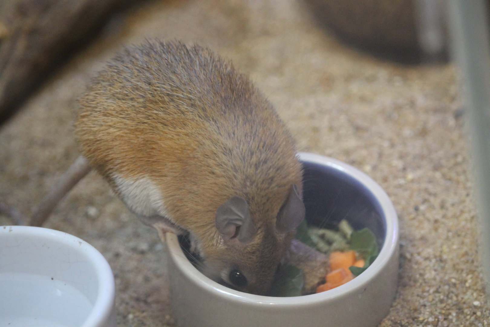 Cairo Spiny Mouse (Acomys cahirinus)