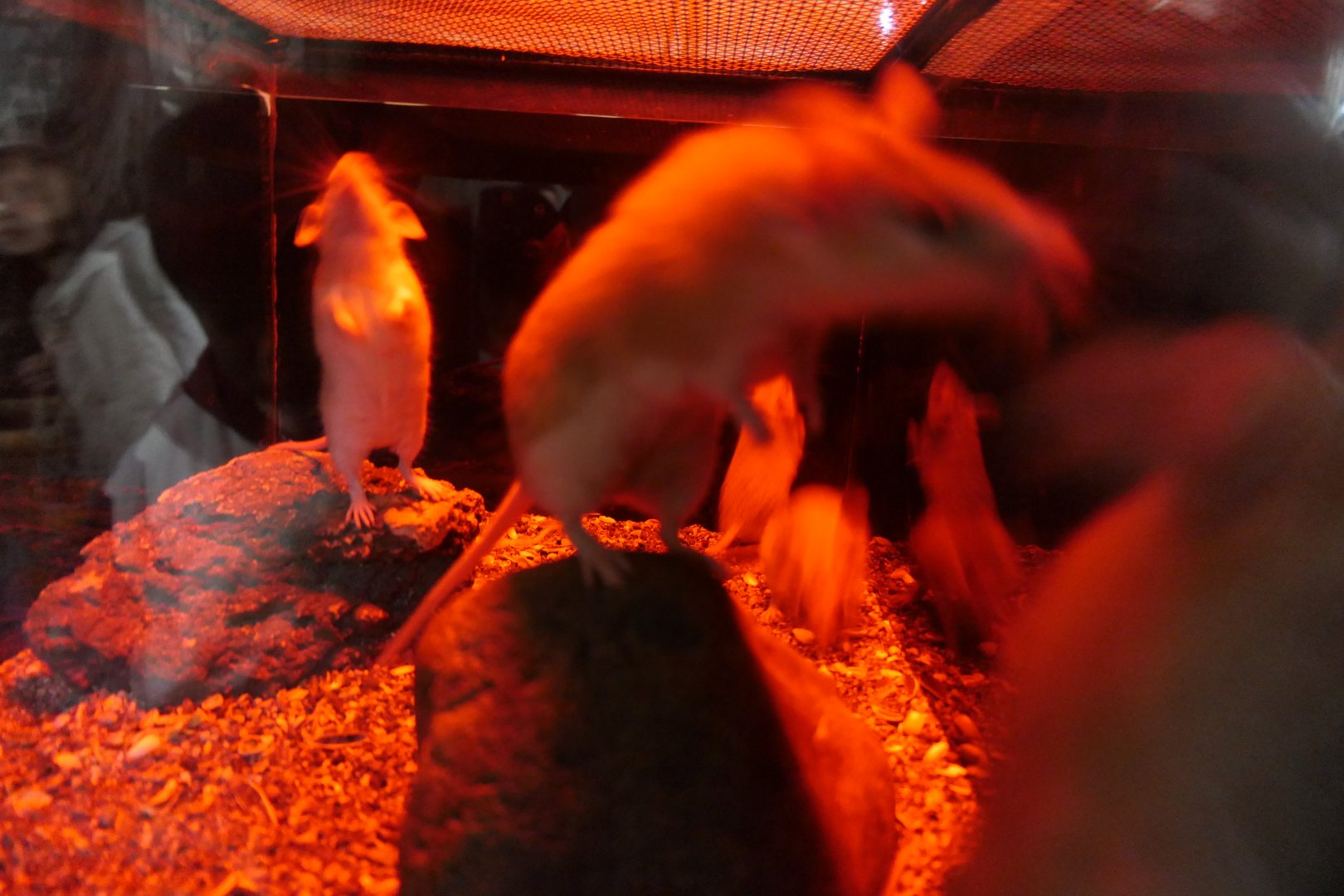 Cairo Spiny Mouse (Acomys cahirinus)