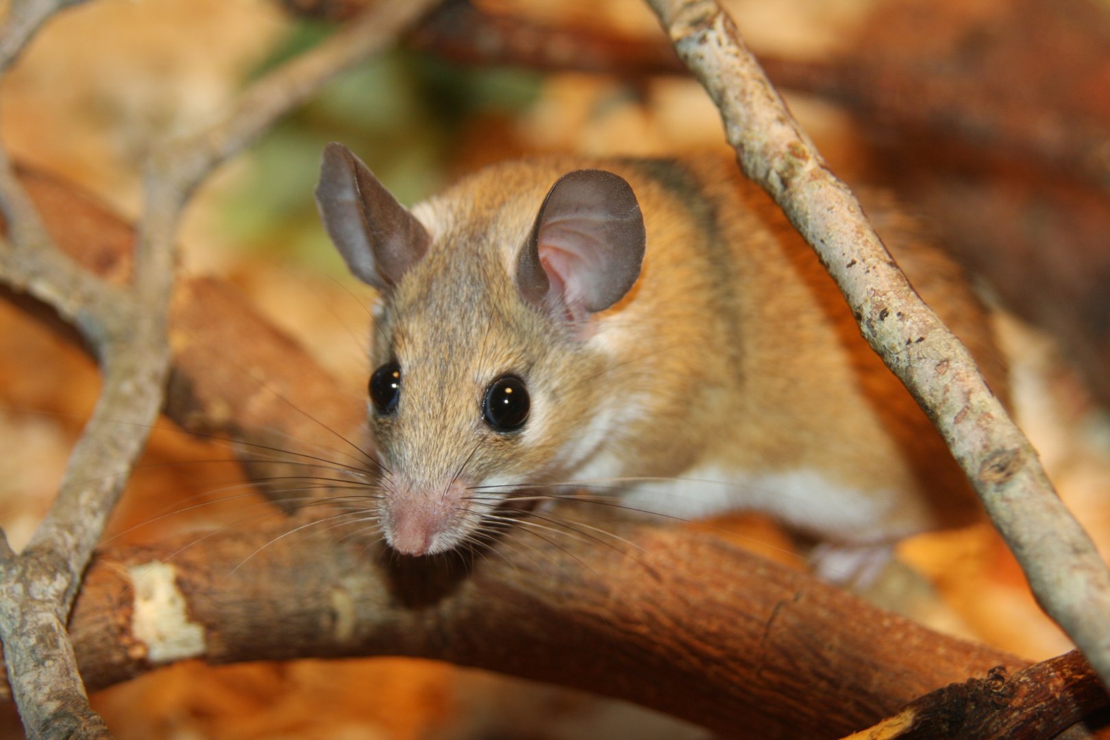 Cairo spiny mouse (Acomys cahirinus)