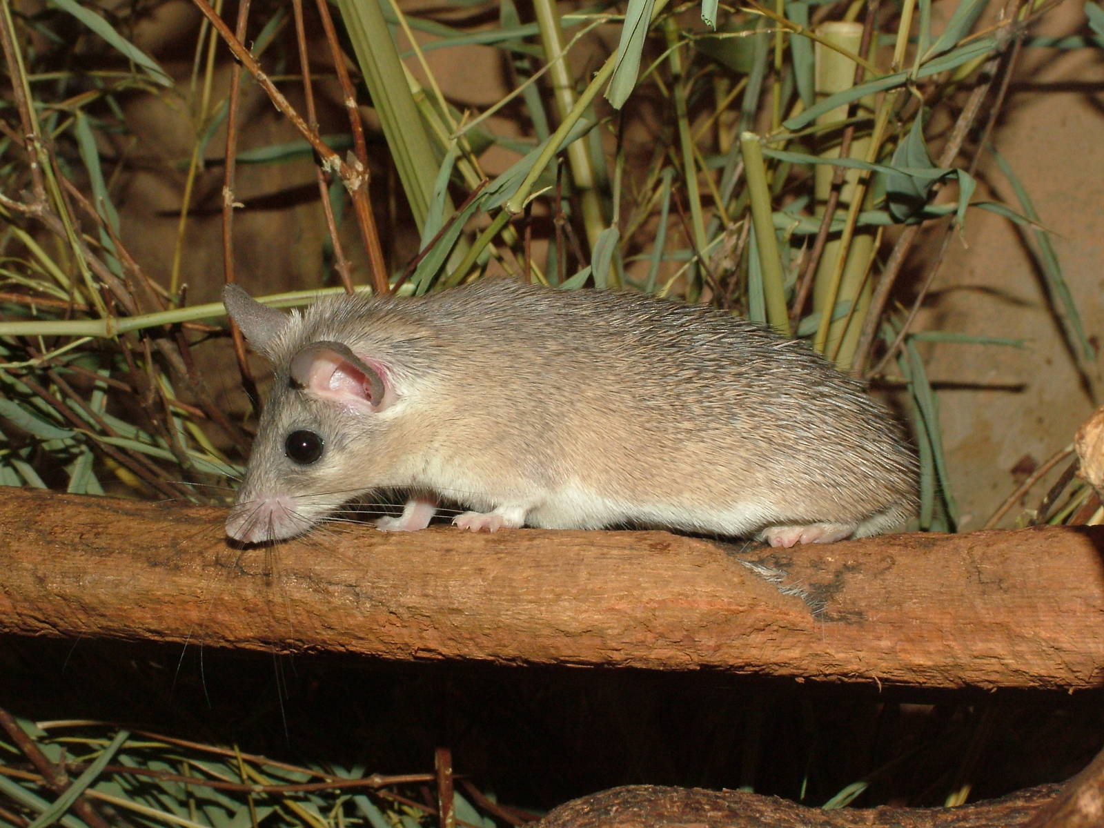 Cairo Spiny Mouse at Prague, 24/05/10