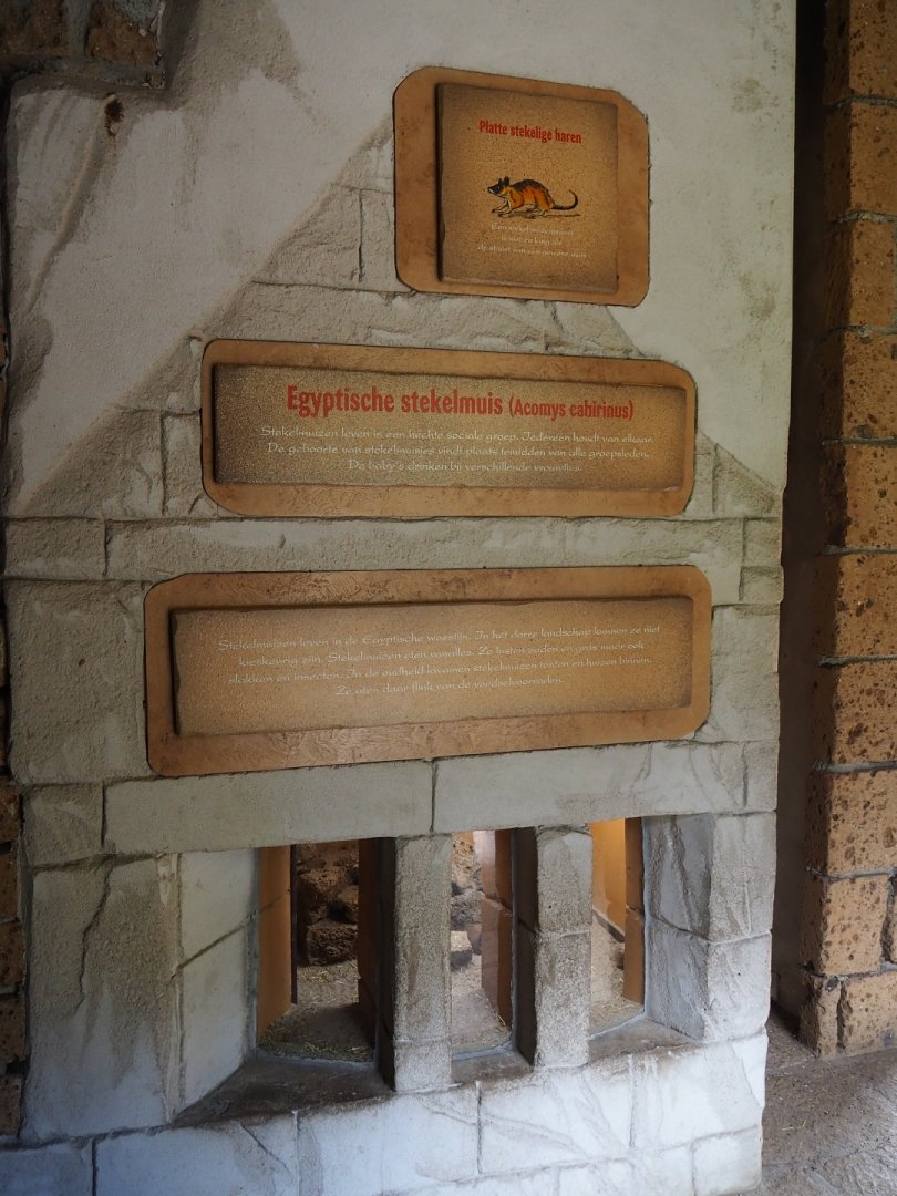 Cairo spiny mouse exhibit