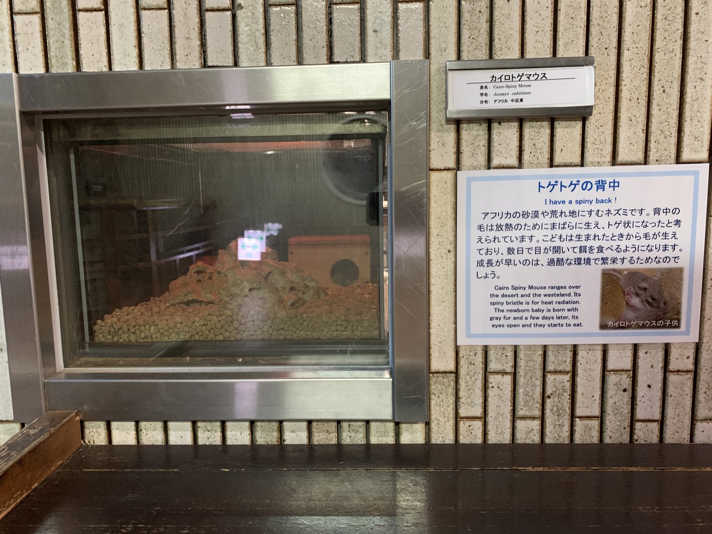 Cairo Spiny Mouse Exhibit