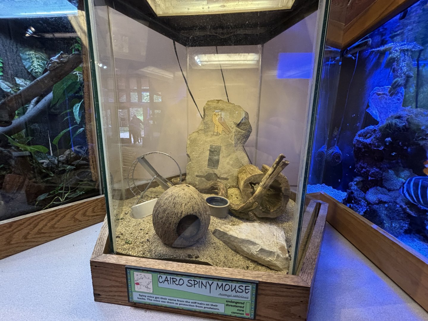 Cairo Spiny Mouse Exhibit
