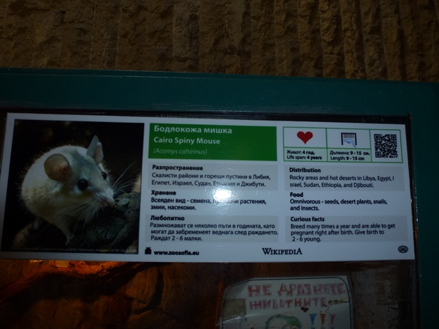 Cairo Spiny Mouse sign 15.9.13
