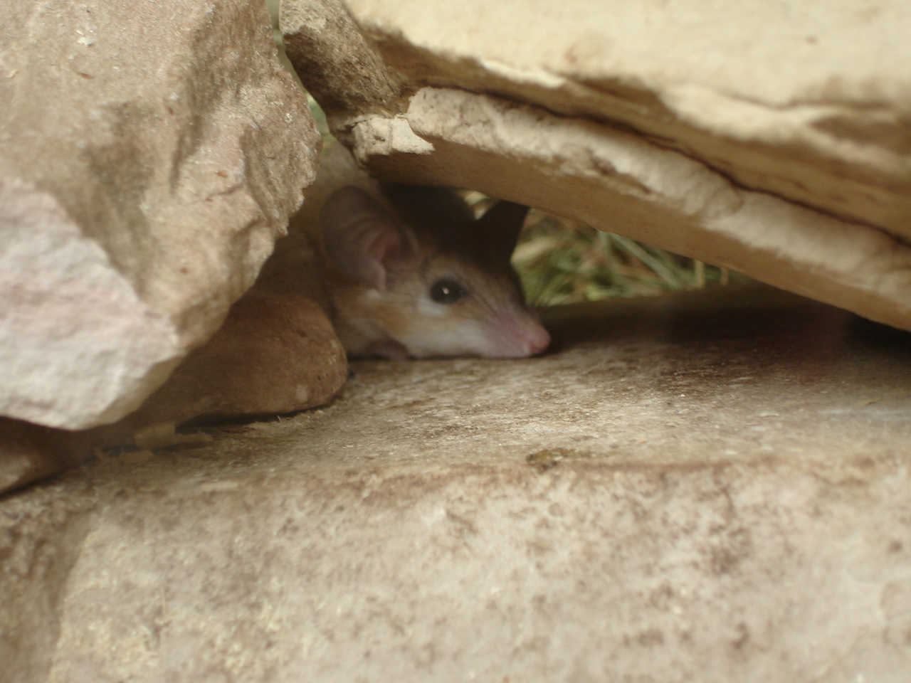 Cairo Spiny Mouse