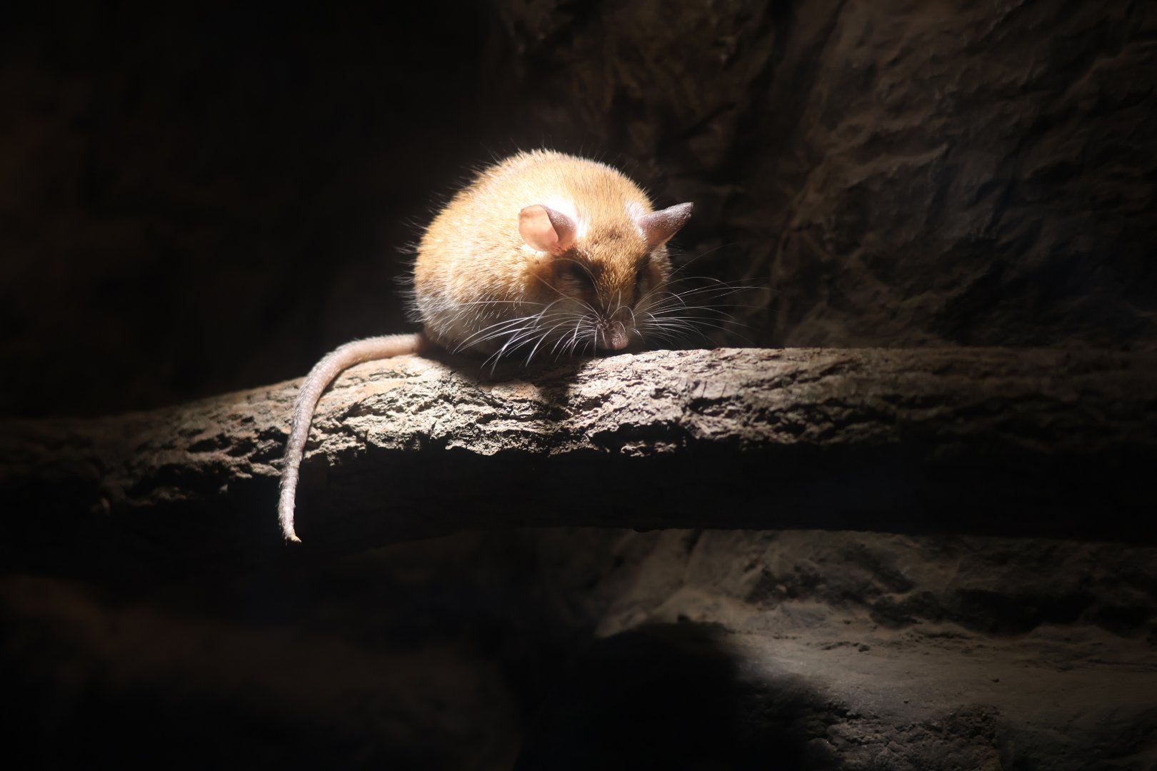 Cairo Spiny Mouse