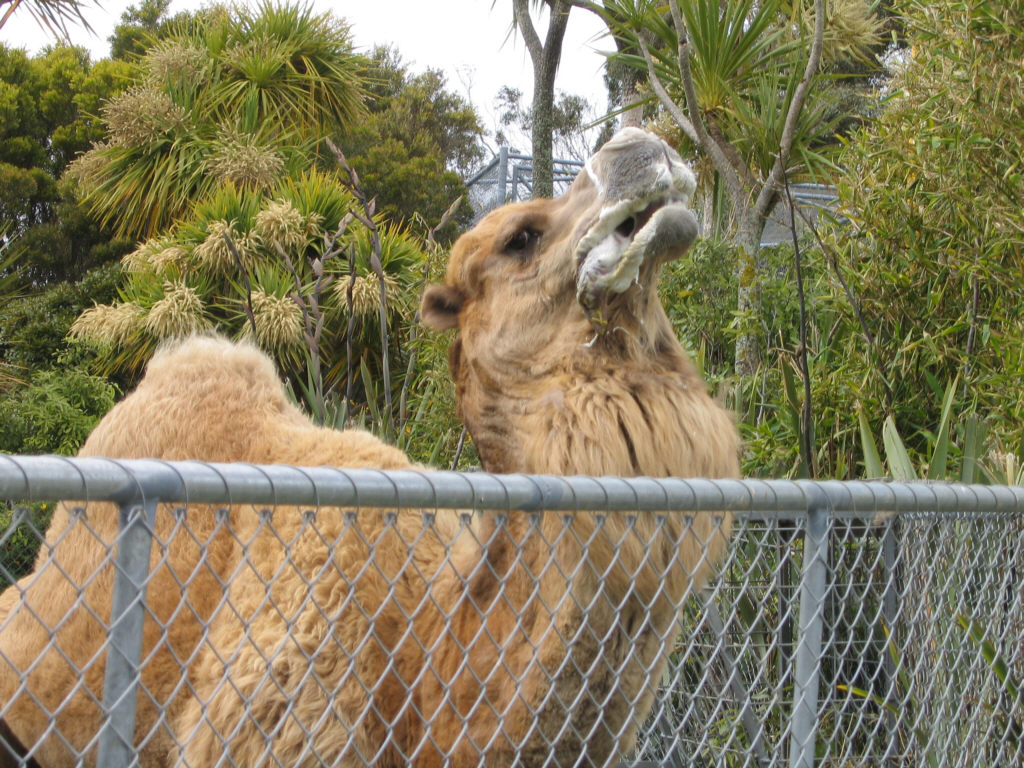 Cairo the Camel at Wellington Zoo