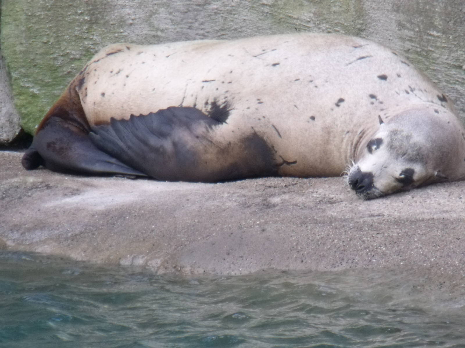 Cal Sea Lion