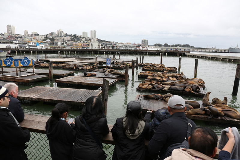 cal sea lions (wild)