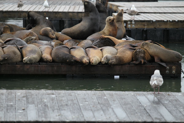 cal sea lions (wild)