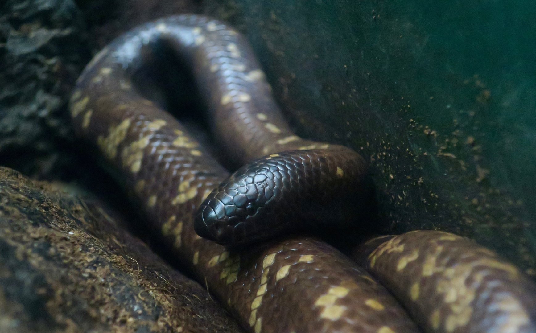 Calabar Burrowing Boa (Calabaria reinhardtii)
