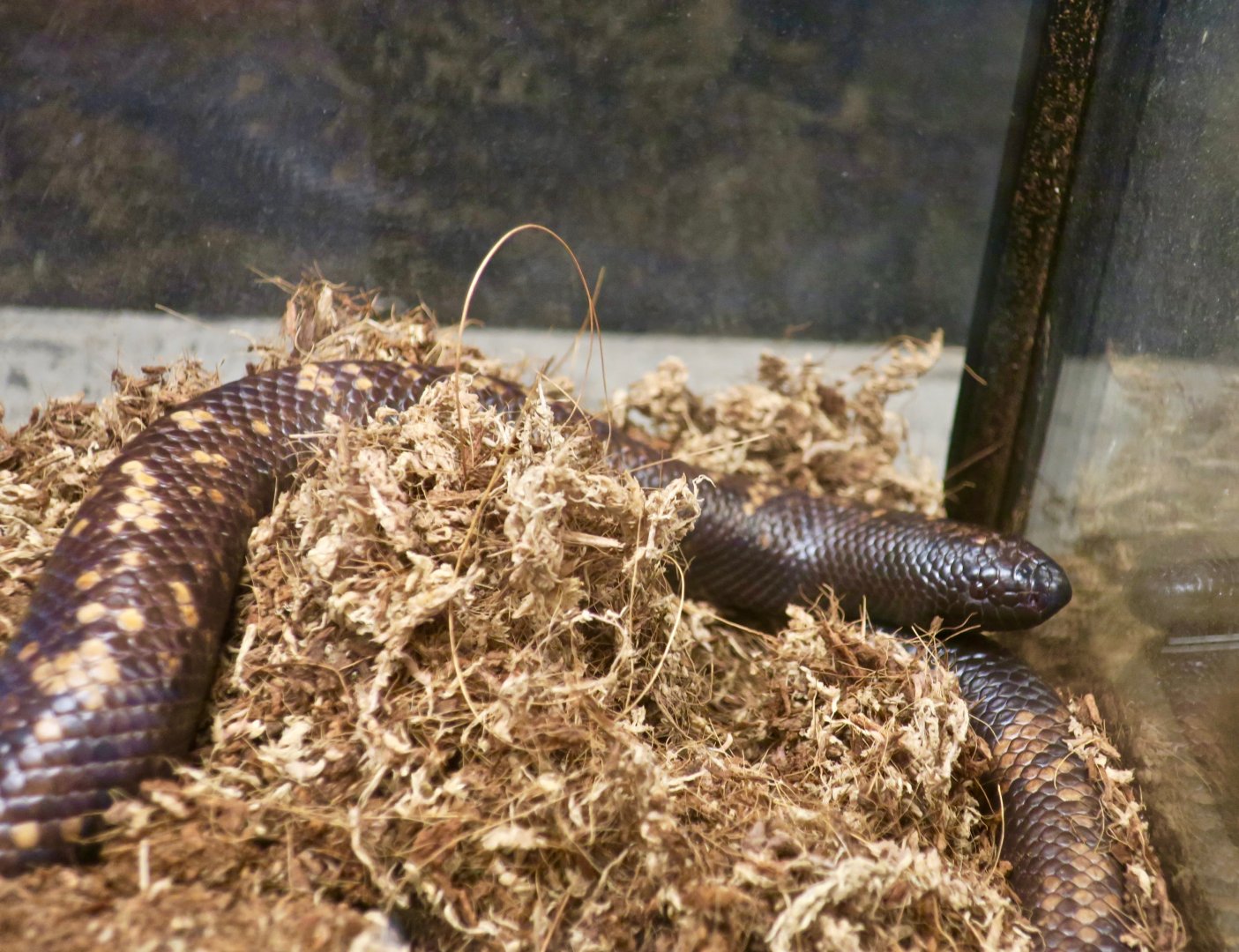 Calabar Ground Boa (Calabaria reinhardtii)
