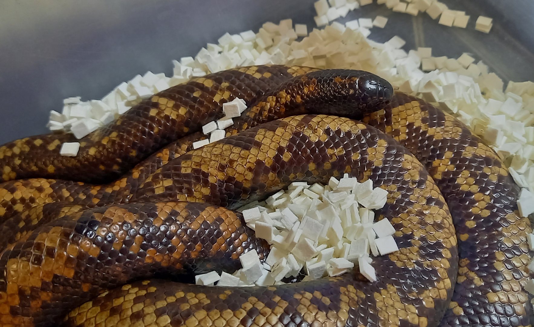 Calabar python - Calabaria reinhardtii