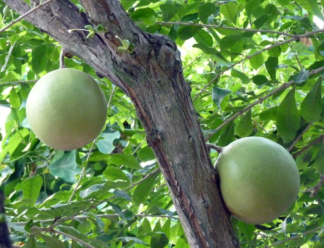 Calabash tree (Crescentia cujete)