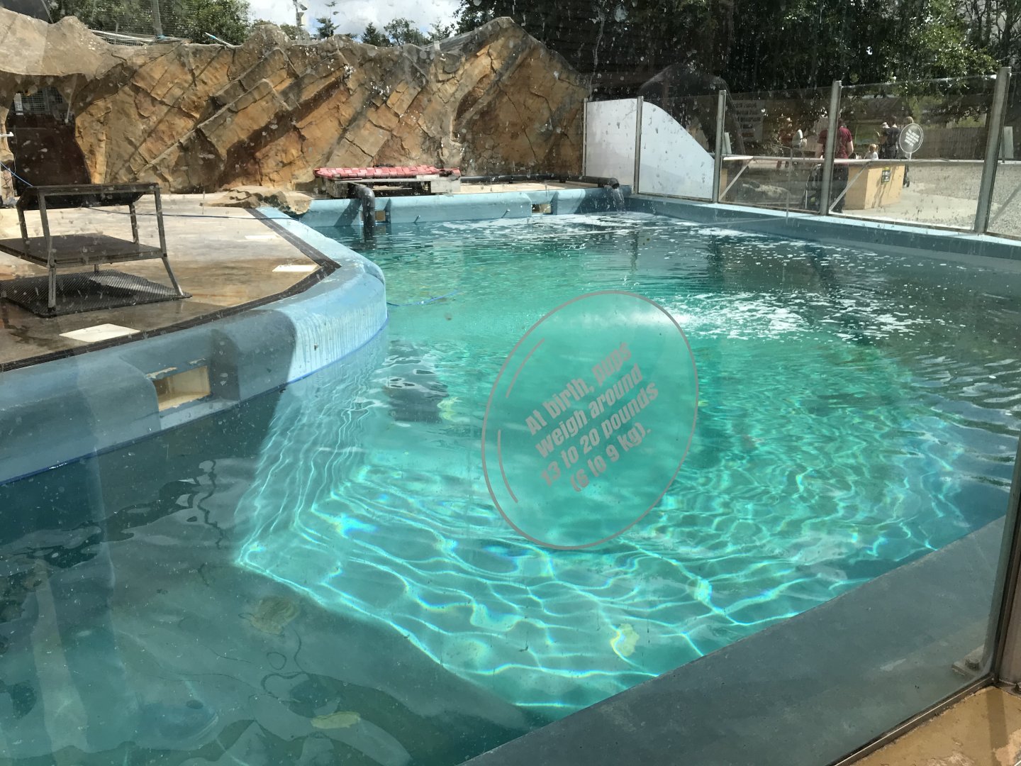 Calaforinian sea lion pool