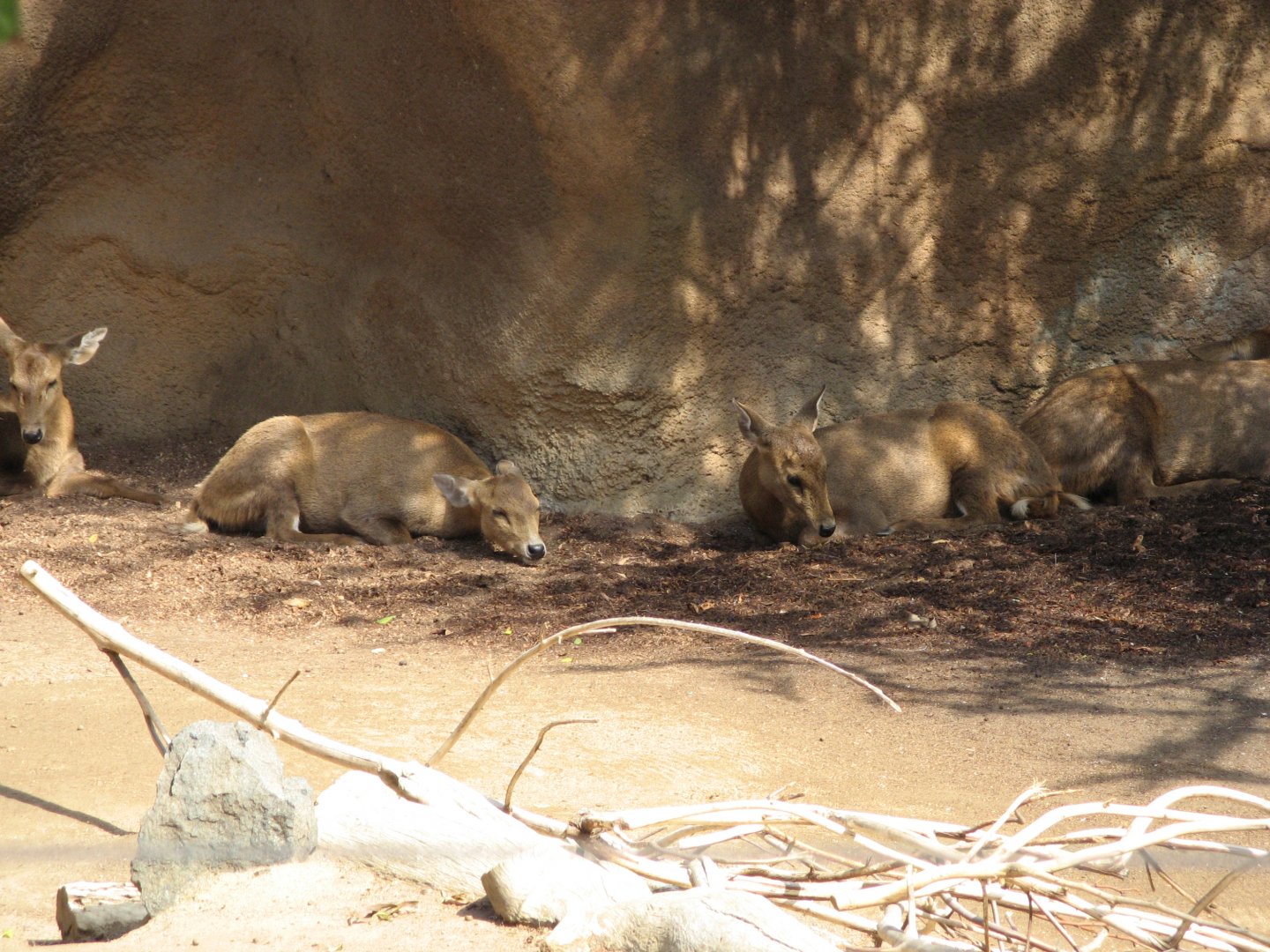 Calamian Deer (2008)