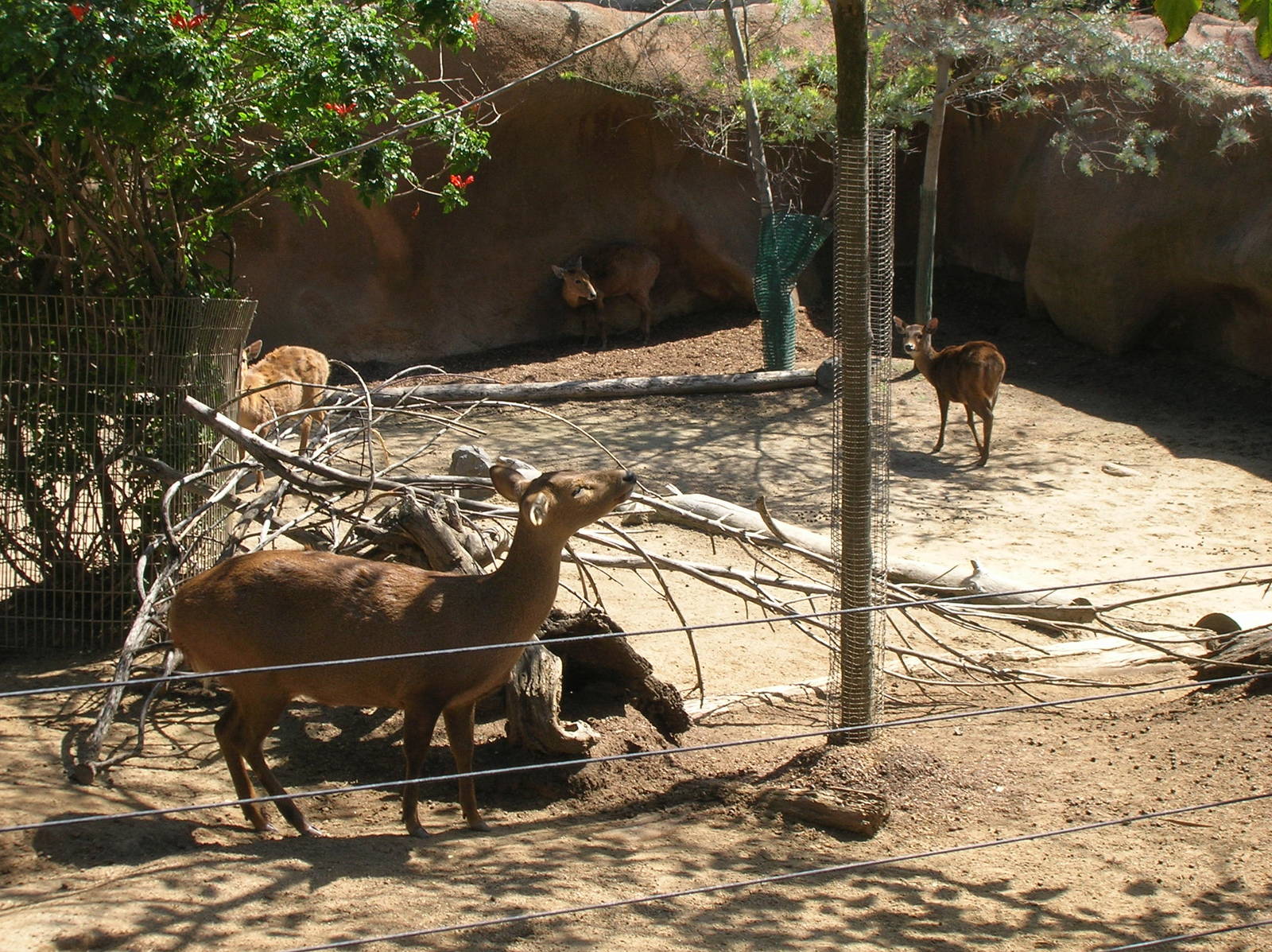 Calamian Deer 3-4-09