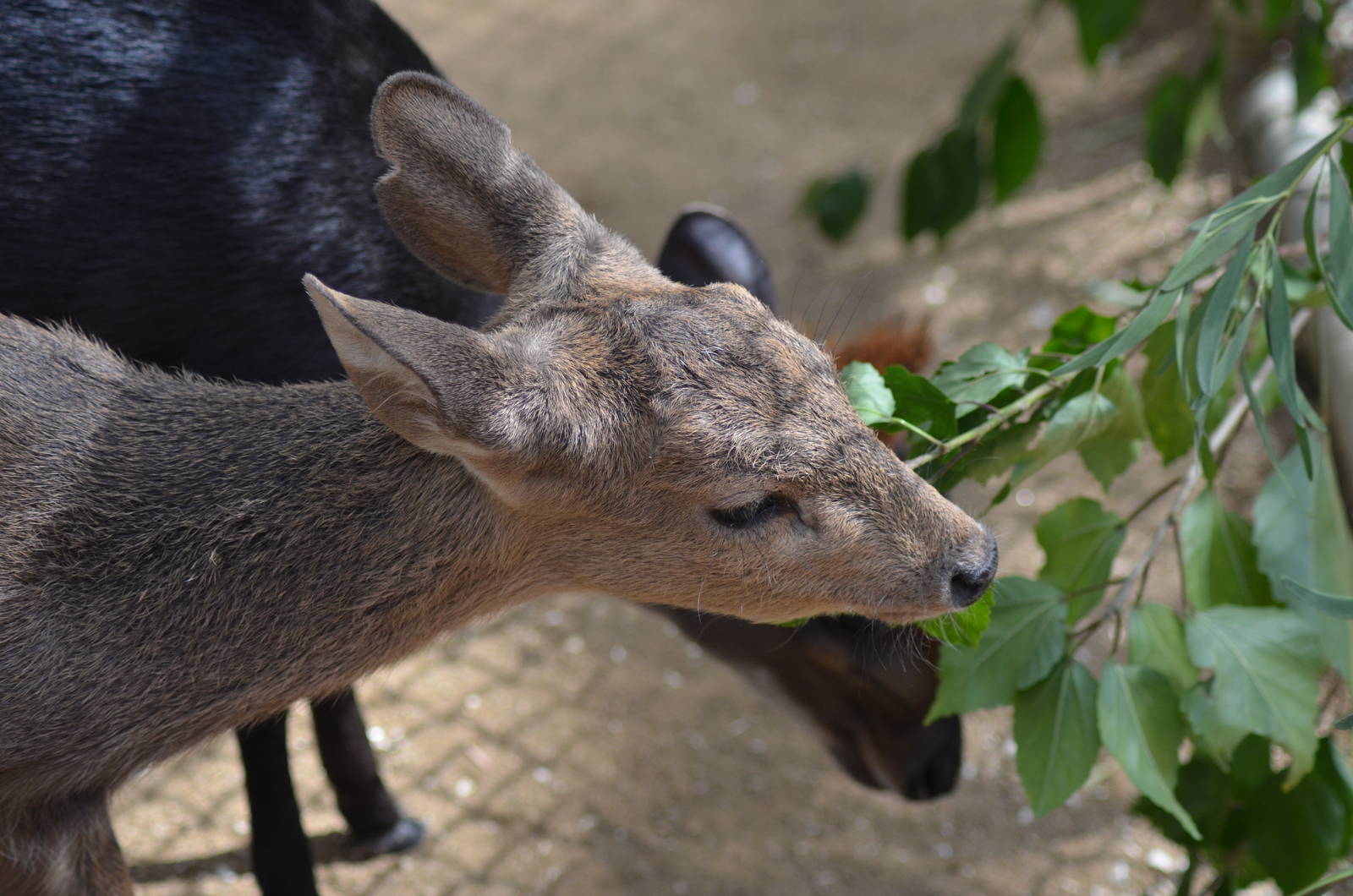 Calamian Deer and Black Duiker Youngsters