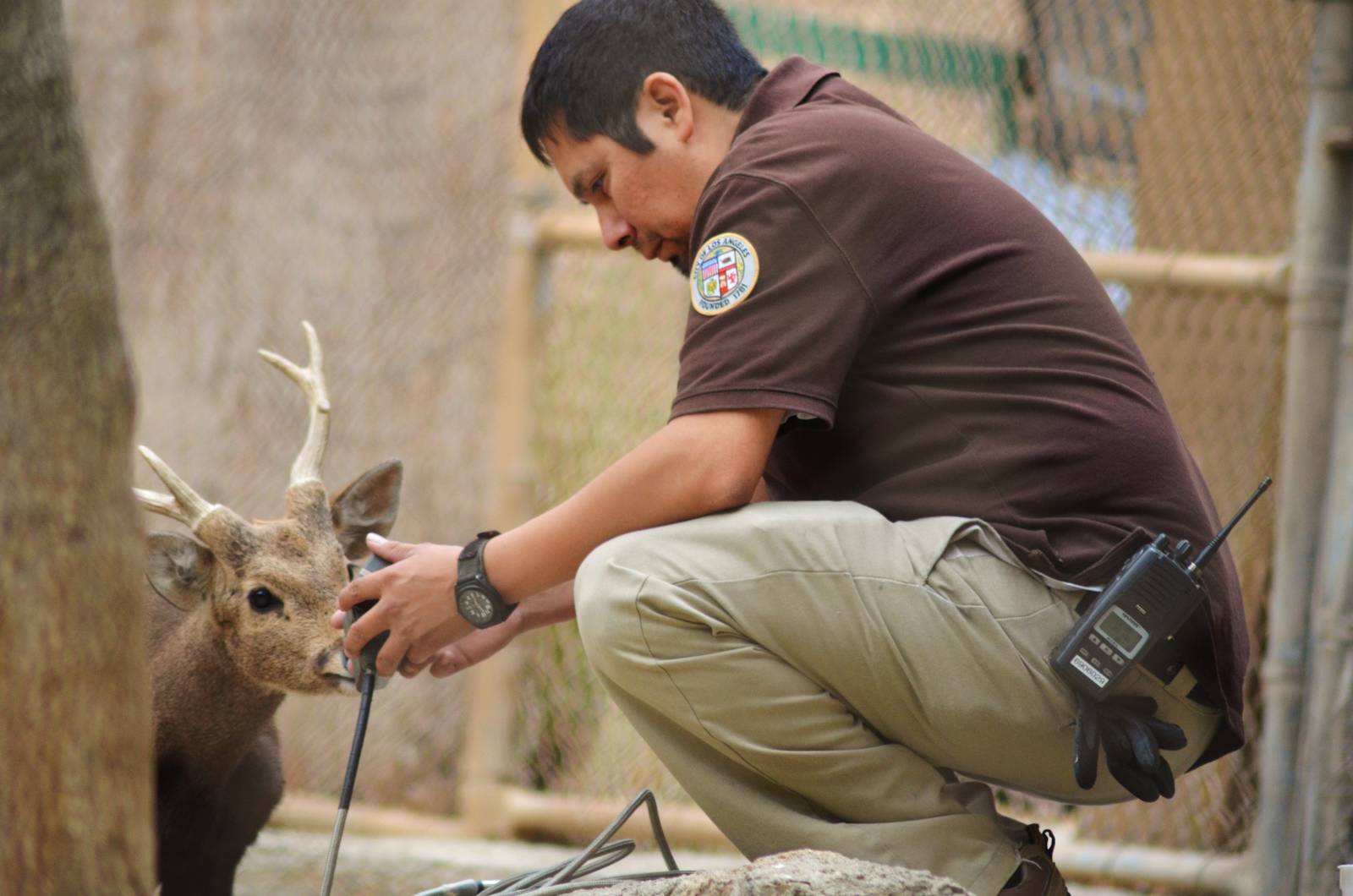 Calamian Deer and Keeper