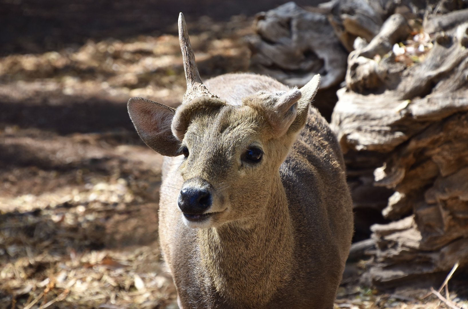 Calamian Deer (Axis calamianensis) male - "Luke"