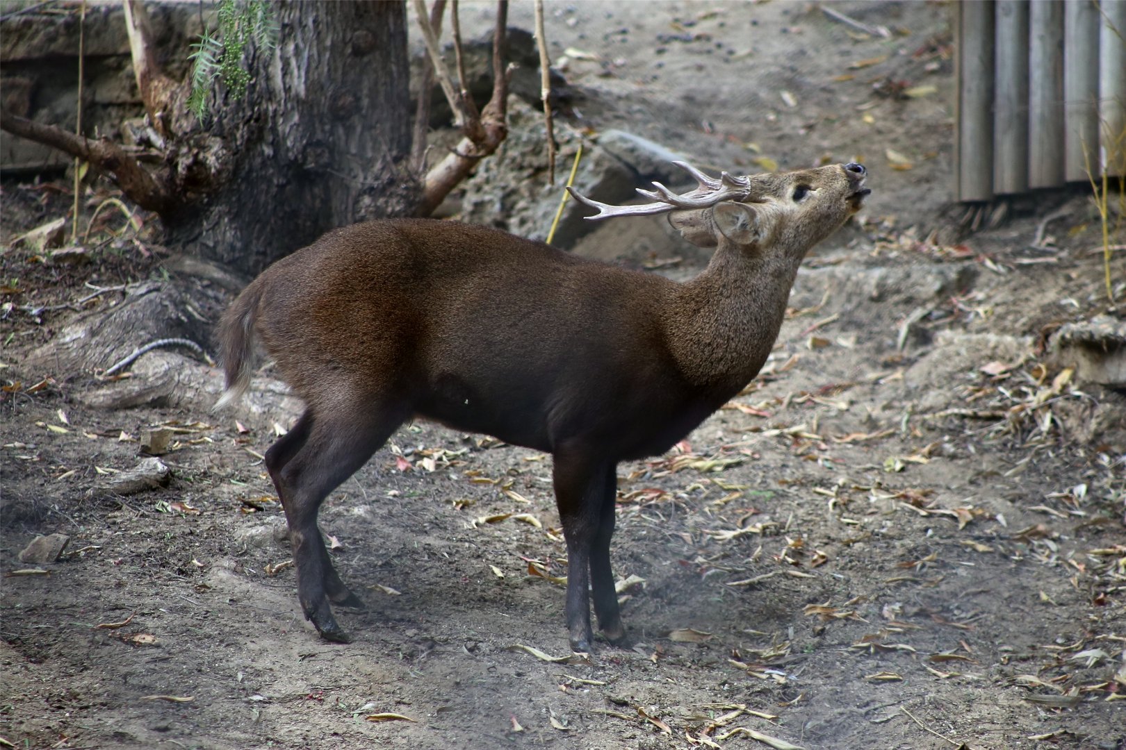 Calamian deer (Axis calamianensis)