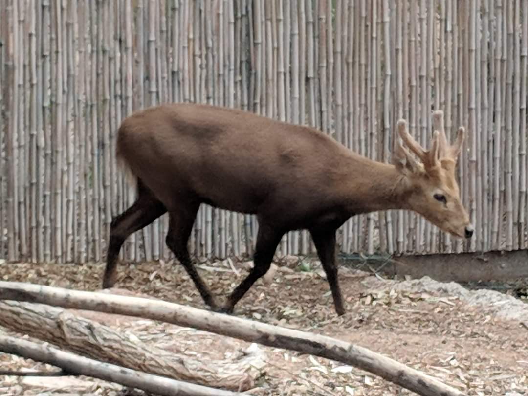 Calamian deer (Axis calamianensis)