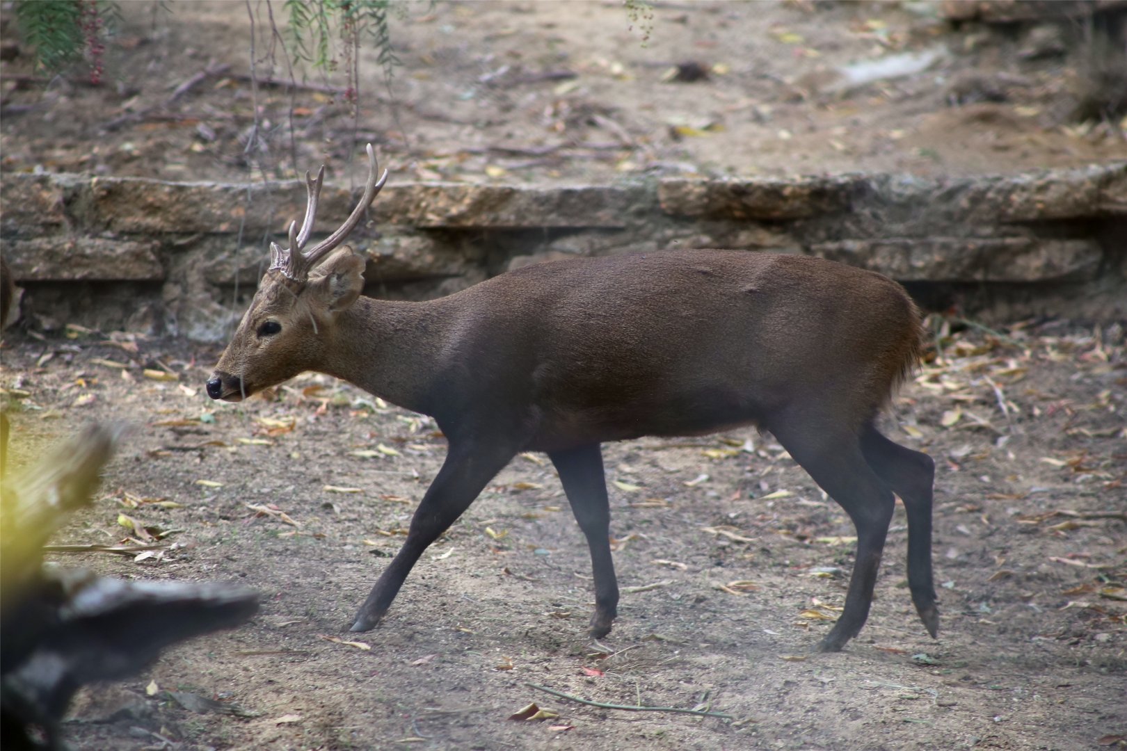 Calamian Deer (Axis calamianensis)