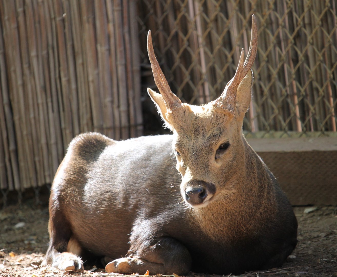 Calamian Deer (Axis calamianensis)