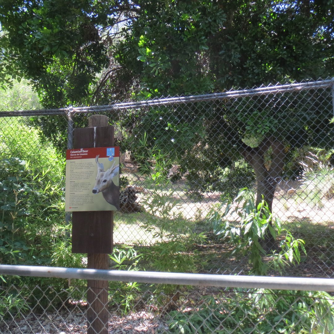 Calamian Deer Exhibit