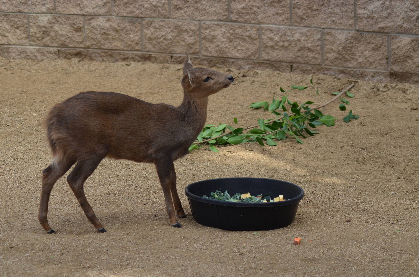 Calamian Deer Youngster