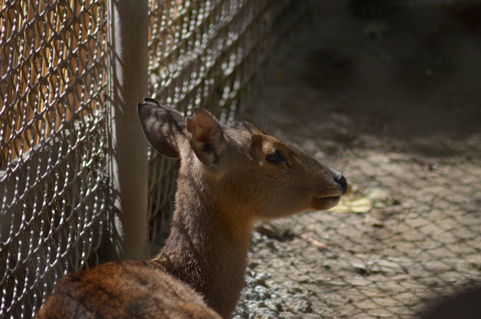 Calamian Deer
