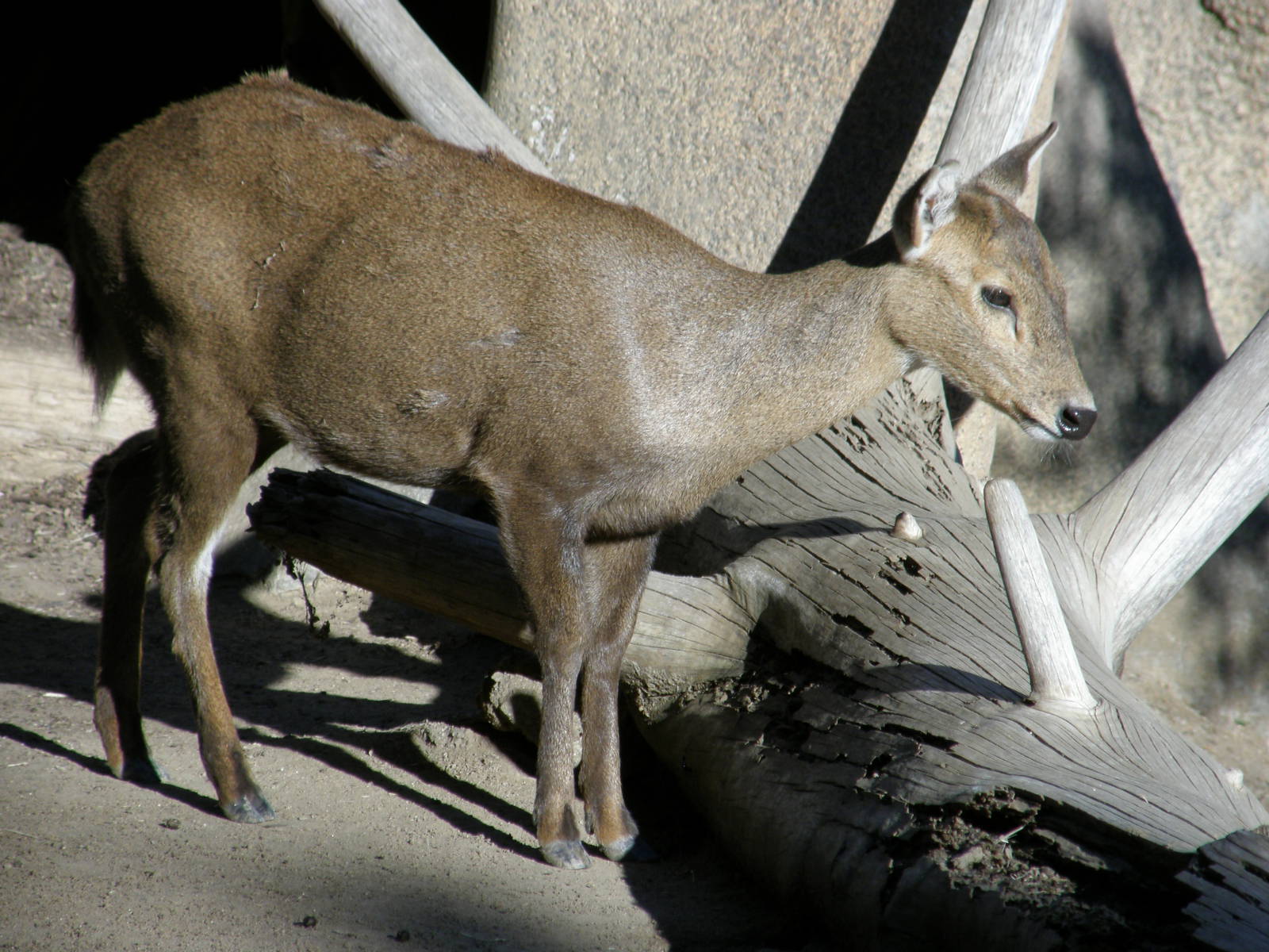calamian deer