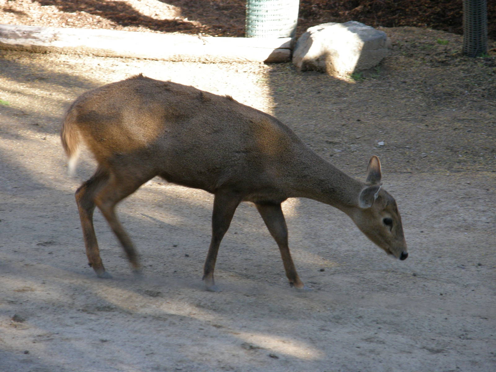 calamian deer