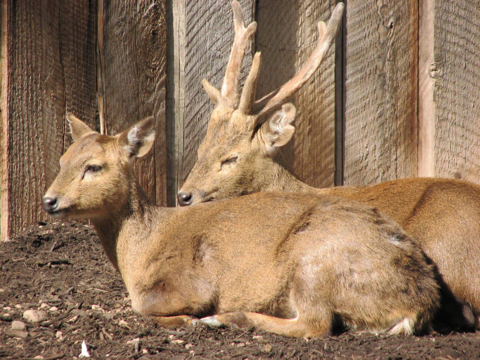 Calamian Deer