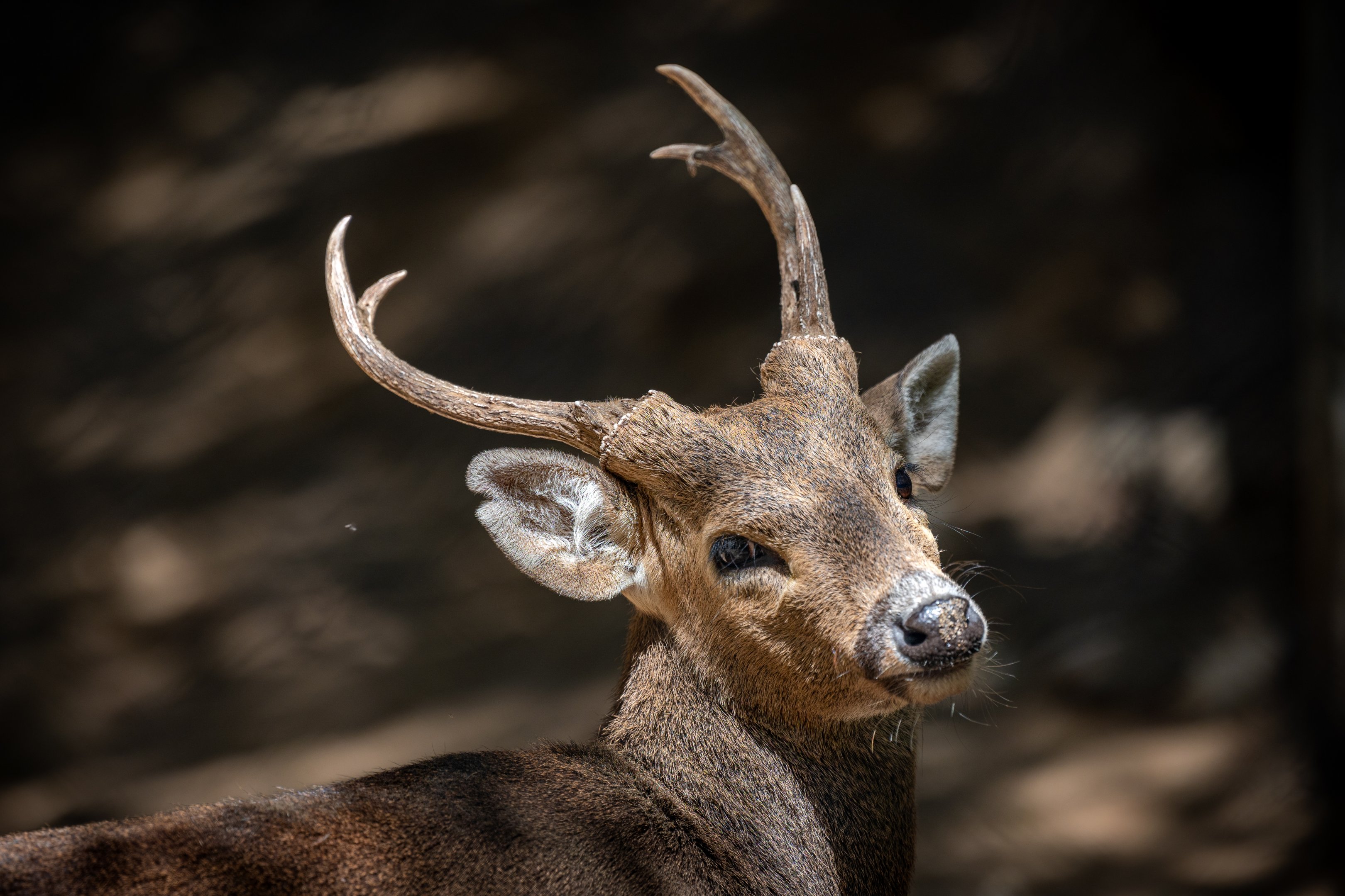 Calamian Deer