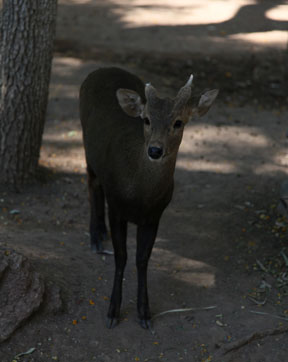 calamian deer