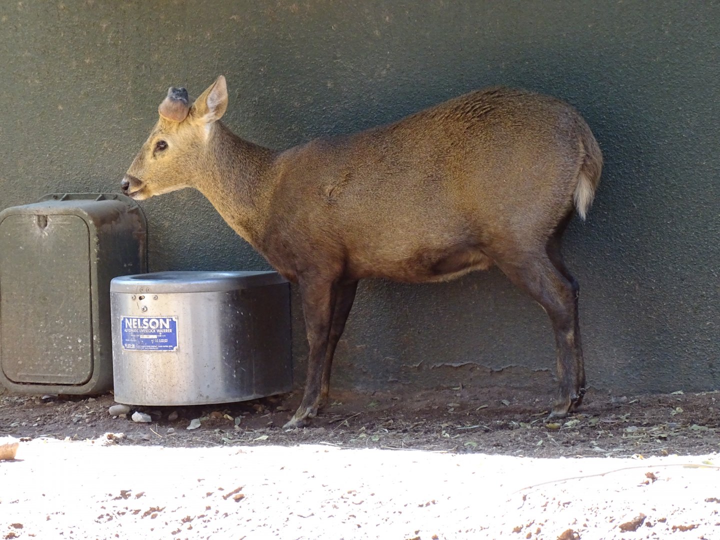 Calamian hog deer (Axis calamianensis)