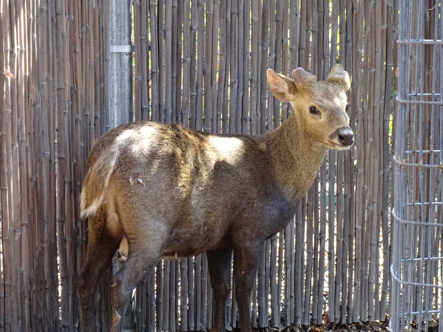 Calamian hog deer (Axis calamianensis)
